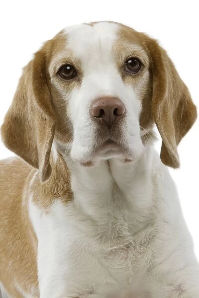 Dog - Beagle puppy portrait