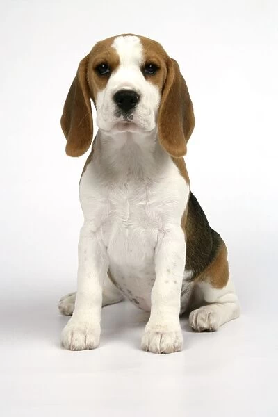 Dog - Beagle Puppy sitting down
