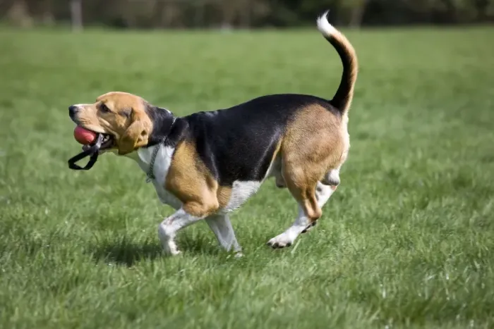Framed Print : Dog - Beagle running in garden with ball in mouth Framed Print : Dog - Beagle running in garden with ball in mouth