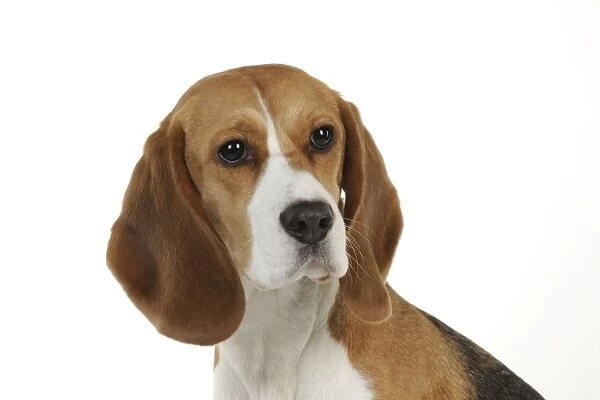 Dog - Beagle - sitting down