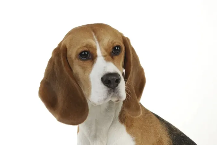 Framed Print : Dog - Beagle - sitting down Framed Print : Dog - Beagle - sitting down