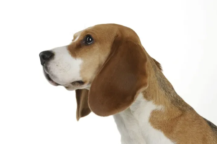 Framed Print : Dog - Beagle - sitting down Framed Print : Dog - Beagle - sitting down