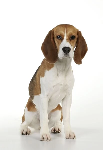 Dog - Beagle - sitting down
