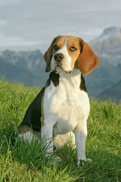 Dog - Beagle sitting in meadow, Alps, Switzerland