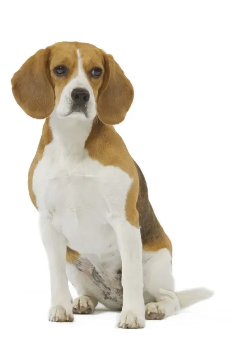 Framed Print : Dog - Beagle in studio Framed Print : Dog - Beagle in studio
