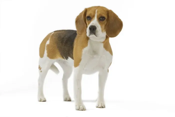 Framed Print : Dog - Beagle in studio Framed Print : Dog - Beagle in studio