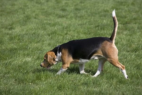 Dog - Beagle walking in garden