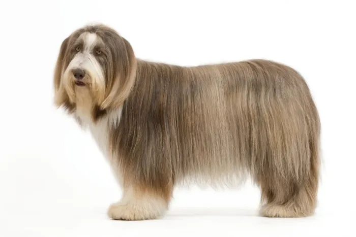 Framed Print : Dog - Bearded Collie Framed Print : Dog - Bearded Collie