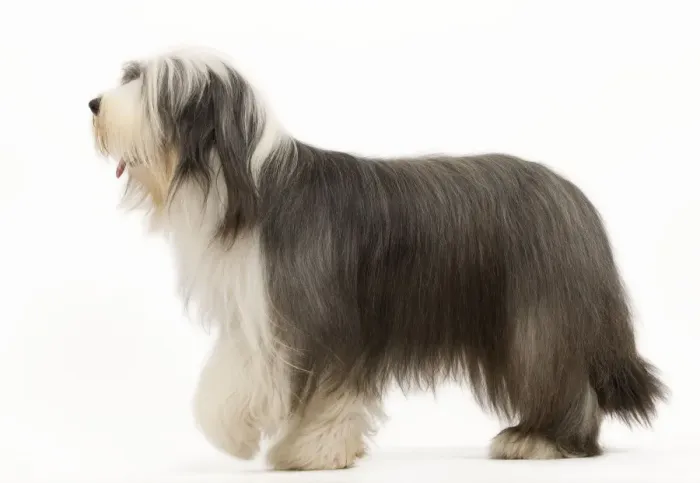Framed Print : Dog - Bearded Collie Framed Print : Dog - Bearded Collie