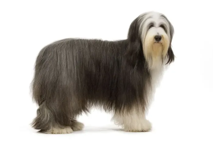 Framed Print : Dog - Bearded Collie Framed Print : Dog - Bearded Collie