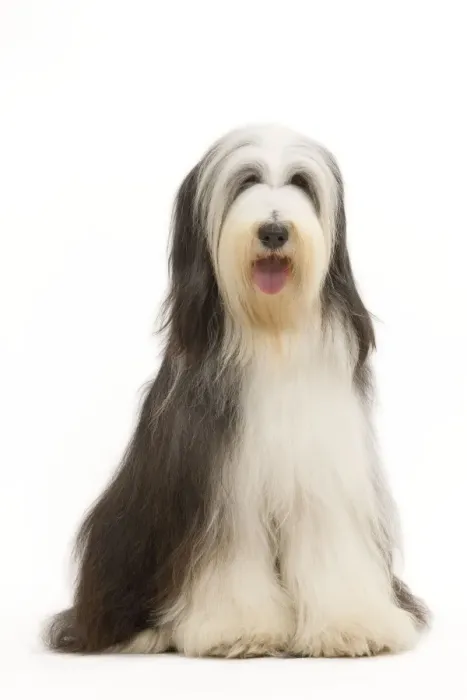 Framed Print : Dog - Bearded Collie