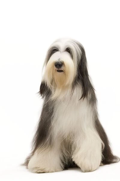 Dog - Bearded Collie