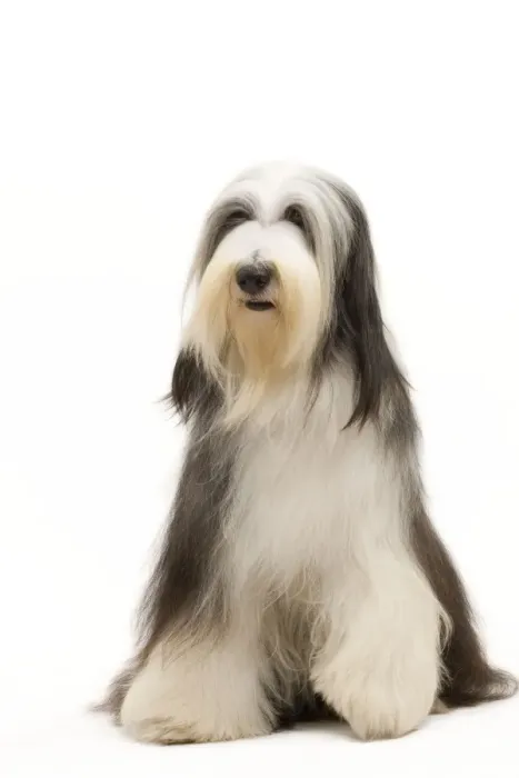 Framed Print : Dog - Bearded Collie Framed Print : Dog - Bearded Collie