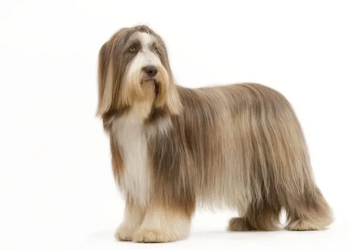 Framed Print : Dog - Bearded Collie Framed Print : Dog - Bearded Collie