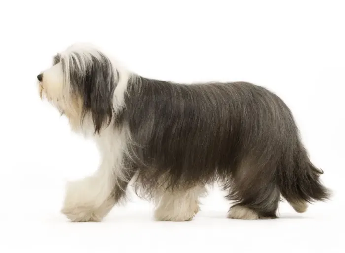 Framed Print : Dog - Bearded Collie Framed Print : Dog - Bearded Collie