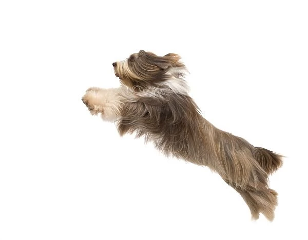 Dog - Bearded Collie - leaping in mid-air