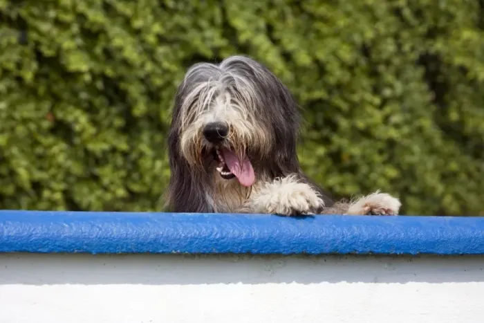 Framed Print : Dog - Bearded Collie look over the wall