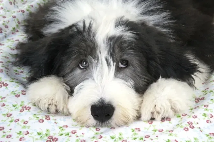 Framed Print : Dog. Bearded Collie puppy