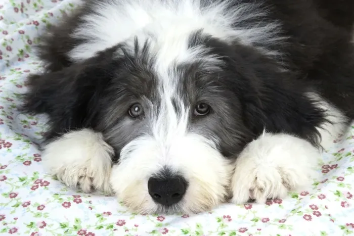 Framed Print : Dog. Bearded Collie puppy Framed Print : Dog. Bearded Collie puppy