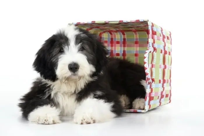 Framed Print : Dog. Bearded Collie puppy in basket Framed Print : Dog. Bearded Collie puppy in basket
