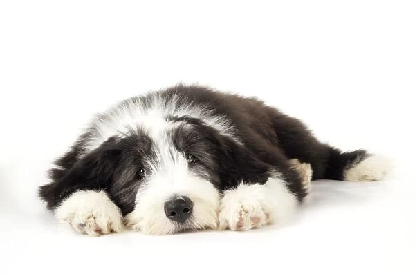 Dog. Bearded Collie puppy laying down