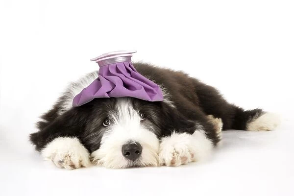 Dog. Bearded Collie puppy laying down with cold compress  /  ice pack on head. Digital Manipulation: ice pack (JD)