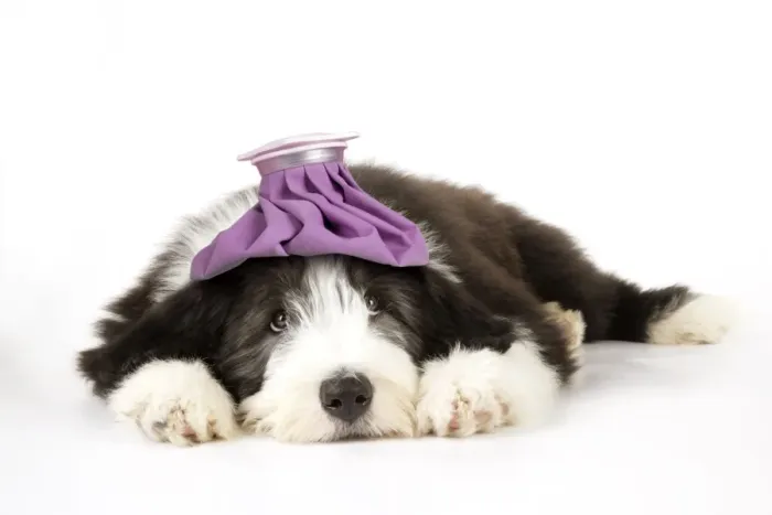 Framed Print : Dog. Bearded Collie puppy laying down with cold compress / ice pack on head. Digital Manipulation: ice pack (JD) Framed Print : Dog. Bearded Collie puppy laying down with cold compress / ice pack on head. Digital Manipulation: ice pack (JD)