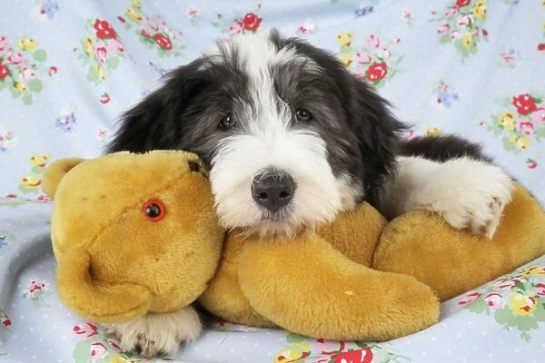 Dog. Bearded Collie puppy with teddy bear