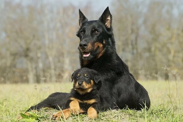 Dog - Beauceron  /  Bas Rouge  /  Berger de Beauce - adult and puppy. French Sheepdog