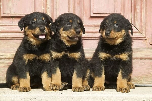 Dog - Beauceron  /  Bas Rouge  /  Berger de Beauce - three puppies. French Sheepdog