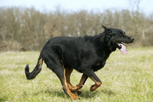 Dog - Beauceron  /  Bas Rouge  /  Berger de Beauce - adult running. French Sheepdog