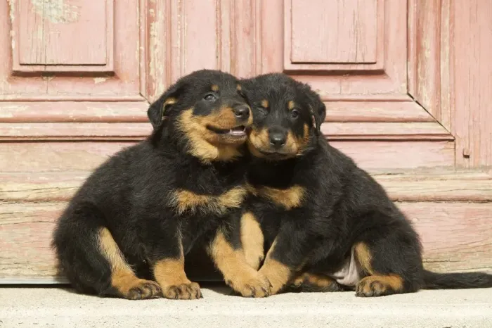 Framed Print : Dog - Beauceron / Bas Rouge / Berger de Beauce - two puppies. French Sheepdog Framed Print : Dog - Beauceron / Bas Rouge / Berger de Beauce - two puppies. French Sheepdog
