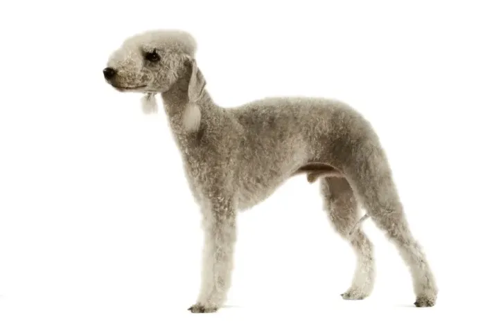 Framed Print : Dog - Bedlington Terrier. Also known as Rothbury Terrier Framed Print : Dog - Bedlington Terrier. Also known as Rothbury Terrier