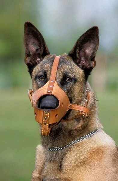 Dog - Belgian Malinois with muzzle
