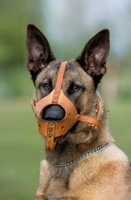 Framed Print : Dog - Belgian Malinois with muzzle Framed Print : Dog - Belgian Malinois with muzzle