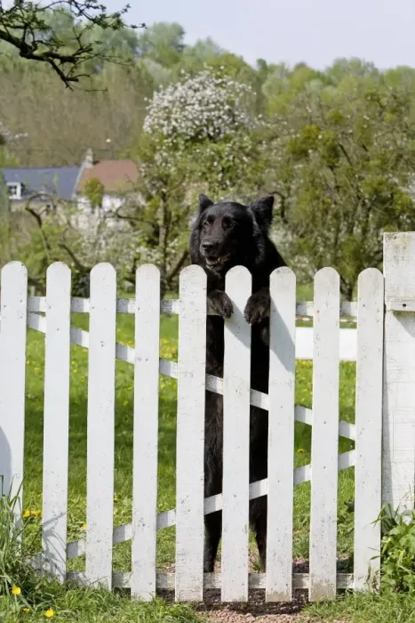 Framed Print : Dog - Belgian Sheepdog / Groenendael - Peering over gate Framed Print : Dog - Belgian Sheepdog / Groenendael - Peering over gate