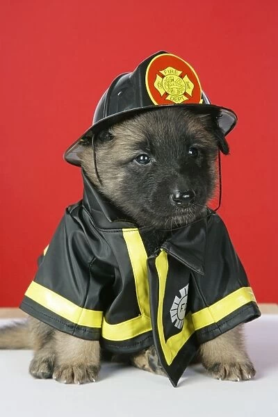 DOG. Belgian Shephard (Tervuren) puppy dressed in firemans outfit