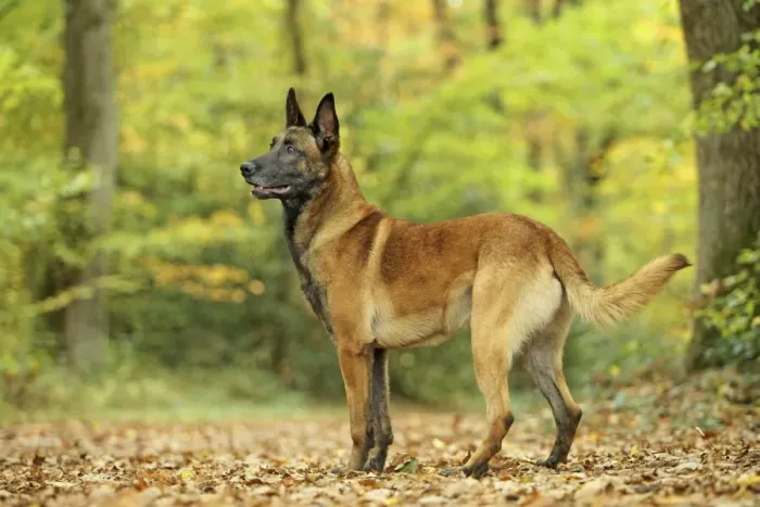 Framed Print : Dog - Belgian Shepherd Dog / Malinois Framed Print : Dog - Belgian Shepherd Dog / Malinois