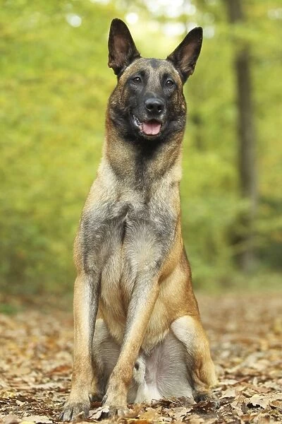 Dog - Belgian Shepherd Dog  /  Malinois