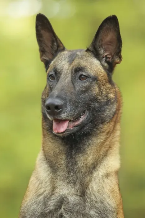 Framed Print : Dog - Belgian Shepherd Dog / Malinois Framed Print : Dog - Belgian Shepherd Dog / Malinois