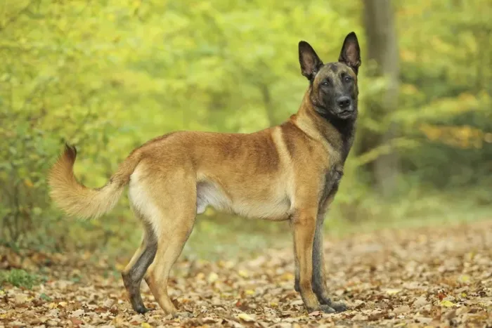 Framed Print : Dog - Belgian Shepherd Dog / Malinois Framed Print : Dog - Belgian Shepherd Dog / Malinois
