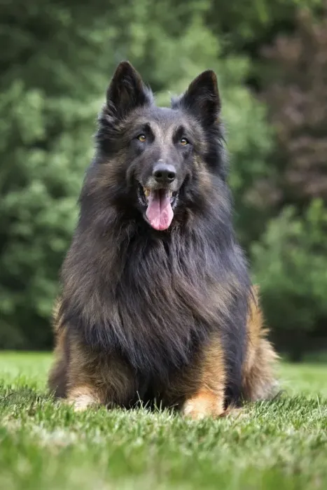 Framed Print : Dog - Belgian Shepherd / Tervuren Dog Framed Print : Dog - Belgian Shepherd / Tervuren Dog