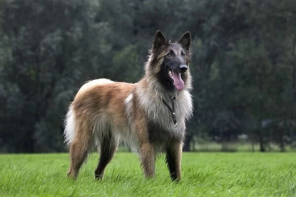 Dog - Belgian Shepherd  /  Tervuren Dog
