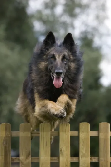 Framed Print : Dog - Belgian Shepherd / Tervuren Dog jumping over fence Framed Print : Dog - Belgian Shepherd / Tervuren Dog jumping over fence
