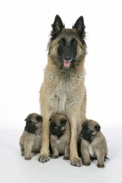 Framed Print : DOG - Belgian Shepherd (Tervuren) dog with puppies Framed Print : DOG - Belgian Shepherd (Tervuren) dog with puppies