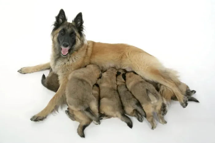 Framed Print : DOG - Belgian Shepherd (Tervuren) dog with puppies feeding Framed Print : DOG - Belgian Shepherd (Tervuren) dog with puppies feeding