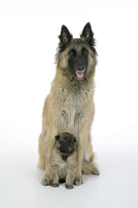 Framed Print : DOG - Belgian Shepherd (Tervuren) dog with puppy Framed Print : DOG - Belgian Shepherd (Tervuren) dog with puppy