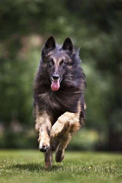 Dog - Belgian Shepherd  /  Tervuren Dog running