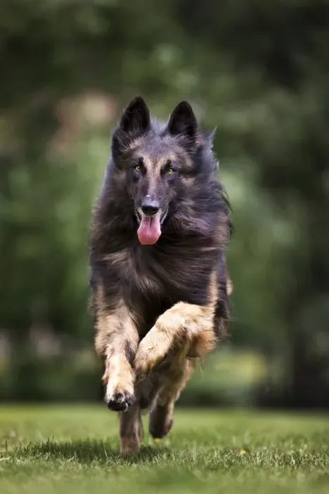 Framed Print : Dog - Belgian Shepherd / Tervuren Dog running Framed Print : Dog - Belgian Shepherd / Tervuren Dog running