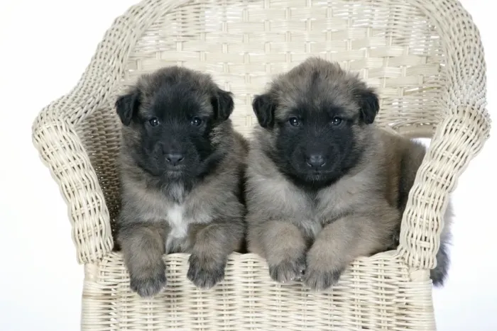 Framed Print : DOG - Belgian Shepherd (Tervuren) puppies on chair Framed Print : DOG - Belgian Shepherd (Tervuren) puppies on chair